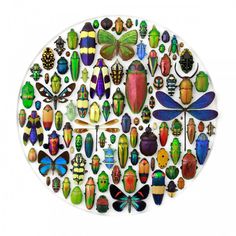 Christopher Marley Pheromone Design #bugs #beetles