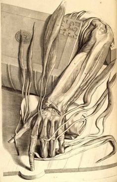 Scientific Illustration | whisperingswan: 'anatomia del corpo humano' - ... #creative #science