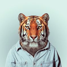 fine ting og sjokolade #man #tiger #portrait #animal