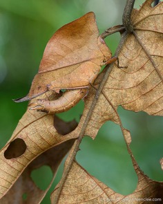 Wildlife Macro Photography in The Borneo Rainforest by Chien C. Lee