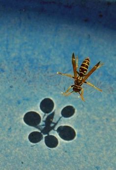 EIKNARF #water #insect #photography #nature #illusions