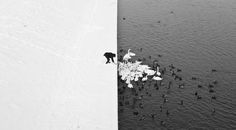A Man Feeding Swans in the Snow by Marcin Ryczek #photography #snow