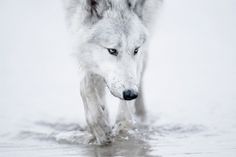 nonclickableitem #white #water #wolf