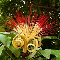 Parchira Flower Picture