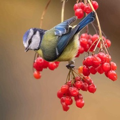 #planetbirds: Colorful Birds Photography by Rob van Mourick
