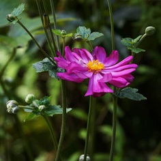 #ig_flowers: Beautiful Flowers Photography by Yasushi Kawakami