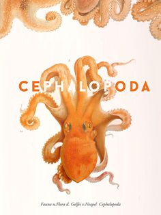 Cephalopoda #cephalopoda #sohn #friedlnder #octopus