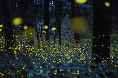 Magical Long-Exposure Firefly Photos Go Viral | Raw File | Wired.com #firefly