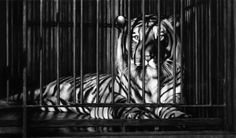 ROBERT LONGO - Works - THE MYSTERIES, 2009 - Untitled (Homage to Robert Bresson's au hasard balthazar) #blackwhite #white #robert #longo #charcoal #black #and #tiger