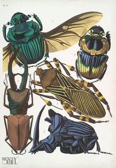 weetstraw.com - Insect Collages #insects