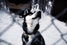 Jakob Nylund / #wolf #photography #sweden #dog