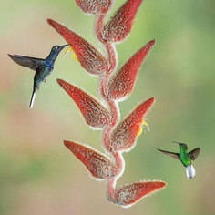 #bird_brilliance: Fascinating Bird Photography by Hector Astorga