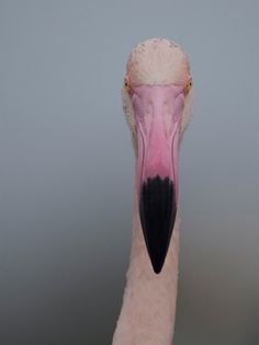 Merde! - Photography (Portrait of a flamingo By Georg... #photography #animals