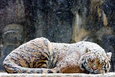 1--9 #sleeping #big #snow #cat #photography #tiger #dusting
