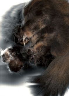 O.K. PERIODICALS / The Cat Scan #photography #cat