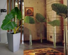 10 Most Stylish Plants on Interior Design for 2010 ~ home of the GoodLorax #plant