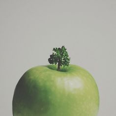 parsley on apple stem / tree on hill #photography #fruit