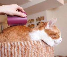 Oppo Groomo Cat Brush #gadget #home