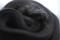 10 Incredible Melanistic (All Black) Animals #melanistic #black #snake