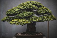 Stephen Voss Captures The True Beauty of Bonsai Trees