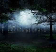 Forest Photography by Ellie Davies #inspiration #photography #nature