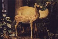 The Collective Loop: Debbie Carlos Human Nature Collection #deer #woods #carlos #photography #debbie