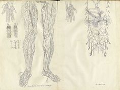 Bourdon-t07A.jpg 1601×1200 pixels #dissection #drawing #anatomy #nerves