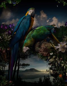Incredible Animal Photography by Joseph McGlennon