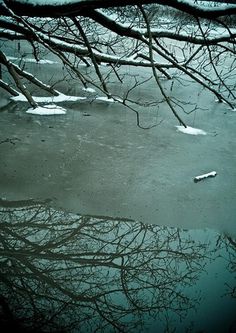 Steven Smith's Portfolio #tree #nature #photography #ice #winter