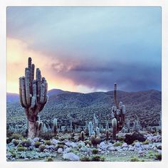 Early morning sun ... Early morning sun in Coctaca, waiting for the Samilantes to come out from their nest…@marcovernaschi #dawn #landscape #photography #rain #morning #cactus #desert