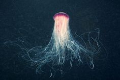 Jellyfish Space ‹ Clione.ru #jellyfish #photo #underwater #creature