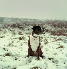 Table Forty-One • Photography Collective #wsa #bronica #mitchell #snow #photography #kat #dog