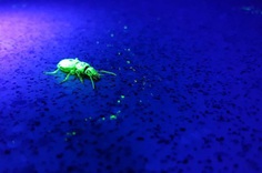 The ecology in action student category winner was Ella Cooke. Her photo showed the use of UV beetle tracking, which uses ultraviolet powder and torches