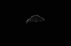 this isn't happiness™ (le Bat), Peteski #wing #bat #dark