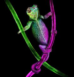 Animals Photography by Werner Dreblow #inspiration #photography #animal