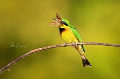 #bestbirdshots: Attractive Birds Photography by Petr Bambousek