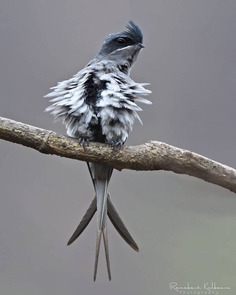 Birds of India: Fantastic Bird Photography by Ramakant Kulkarni