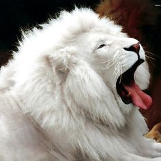 white Design Inspiration Photo | Fab.com #lion #white
