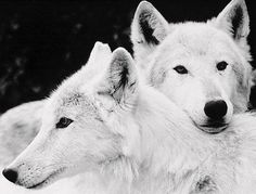 tumblr_l7uuy7sXWv1qcb9mjo1_500.jpg (500×380) #white #wolf