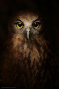 native #photography #animal #owl #portrait