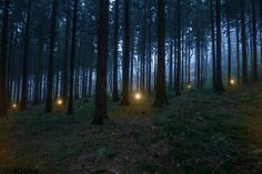 Jan Kloke - Misty Forest #kloke #woods #lights #cold #misty #warm #night #light #jan #blue #forest #dark