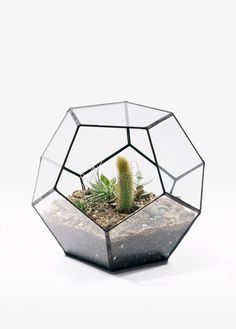 geodesic - Score+Solder #geometry #photo #terrarium #pentagon #cactus