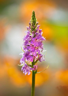 Common Spotted Orchid by Nigel Burkitt
