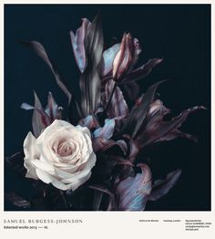 samuel burgess johnson, album art, album, album cover, album artwork, rose