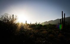 Charlie by Design // A few photos from Arizona #arizona #photo #nature #silhouette #light