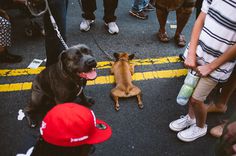 Frenchie - Brooklyn, NY #fuji #film #lazy #frenchie #dogs #clean #bulldog #french #street #nyc #fujifilm #brooklyn #dog