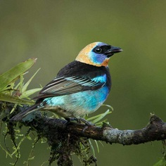 #bestbirds: Beautiful Bird Photography by Alejandra Perez