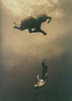 Photography / #photography #animal #underwater #elephant