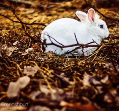 Animal Photography by Alex Greenshpun #inspiration #photography #animal