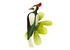 Strong packaging - Andrew Lyons #illustration #woodpecker #bird